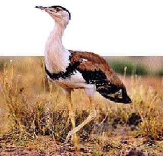 One was greener ... | एक होता माळढोक... One was greener ... | एक होता माळढोक...