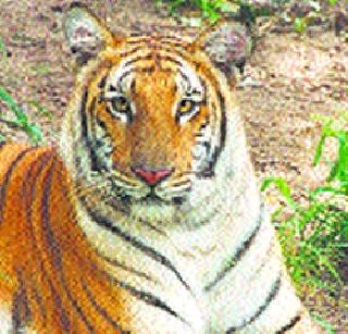 Concerns the Ministry of Environment of Tiger Security | वाघांच्या सुरक्षेची पर्यावरण मंत्रालयाला चिंता