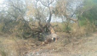 Slaughter under trees under the bronze and slaughter of trees | बुंध्याखाली विस्तव टाकून वृक्षांची कत्तल Slaughter under trees under the bronze and slaughter of trees | बुंध्याखाली विस्तव टाकून वृक्षांची कत्तल