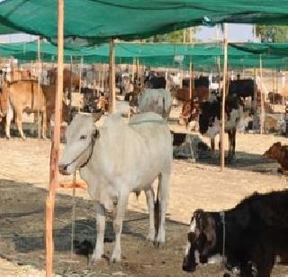 Worth bait camps demand | वाल्हेत चारा छावणीची मागणी