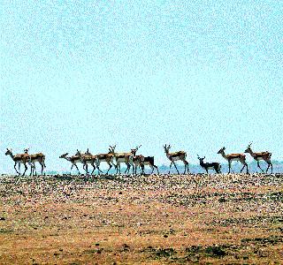 To get rid of the odd bogs, | ओसाड माळरानावर बागडतात हरणे