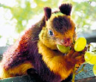 Tippagad and Chaprala sanctuary | टिप्पागड व चपराळा अभयारण्य रखडले