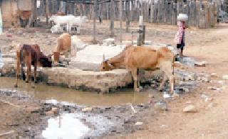 How to live animals? | जनावरे जगवायची कशी?