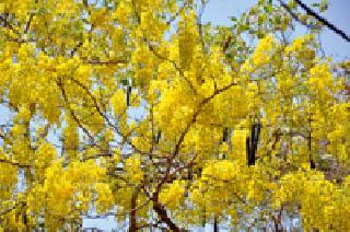 Gold Rose: | सुवर्ण झळा : Gold Rose: | सुवर्ण झळा :