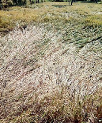 Cropping of Crops | वादळाच्या तांडवाने पिकांची दाणादाण Cropping of Crops | वादळाच्या तांडवाने पिकांची दाणादाण