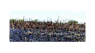 Two acres of sugarcane powder at Pathher | पाथरे येथे दोन एकर ऊस खाक