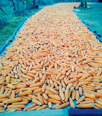 Corn crop: | मक्याचे पीक :