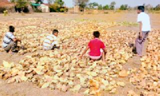 Use of minors to reverse the tendon | तेंदूपत्ता पलटविण्यासाठी अल्पवयीन मजुरांचा वापर