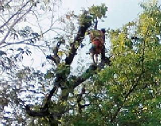 Such a struggle for the elderly Kamblebhai's stomach | वृद्ध कमलाबाईची पोटासाठी अशीही धडपड