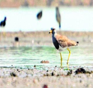 'Gray-headed lapwing' found in Akola for the first time | अकोल्यात प्रथमच आढळला ‘ग्रे हेडेड लॅपविंग’ 'Gray-headed lapwing' found in Akola for the first time | अकोल्यात प्रथमच आढळला ‘ग्रे हेडेड लॅपविंग’