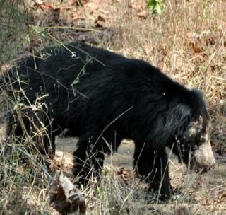 Two injured in Asla's attack | अस्वलाच्या हल्ल्यात दोन जण जखमी