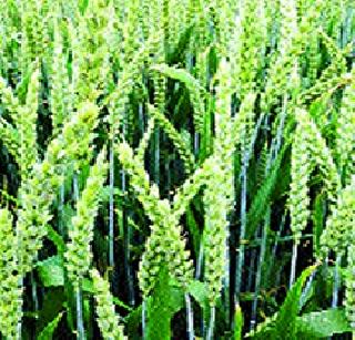 Kharif, scarcity review meeting from Wednesday | बुधवारपासून खरीप, टंचाई आढावा बैठक