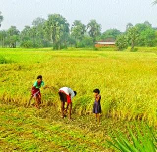Sowing of the laborer with labor scarcity | मजुरांच्या टंचाईने भातकापणी संथ Sowing of the laborer with labor scarcity | मजुरांच्या टंचाईने भातकापणी संथ