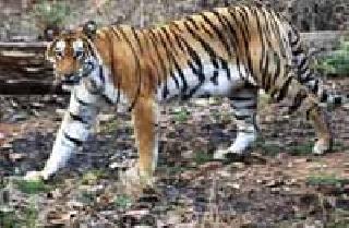 Nagzira Sanctuary without Wagh! | नागझिरा अभयारण्य वाघांविनाच!