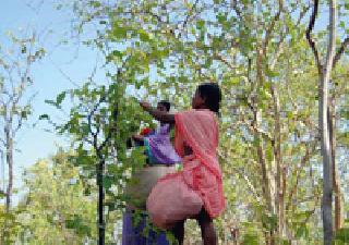 The aim of the collection of totems 12.78 crores | तेंदूपाने संकलनातून १२.७८ कोटींचे उद्दिष्ट