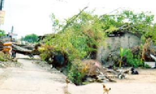 The administration before the big Pimp | महाकाय पिंपळापुढे प्रशासन हतबल The administration before the big Pimp | महाकाय पिंपळापुढे प्रशासन हतबल