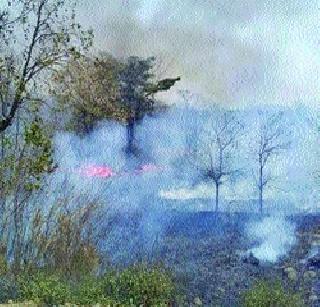 Deforestation damage due to forests | वणव्यांमुळे वनसंपदेची हानी Deforestation damage due to forests | वणव्यांमुळे वनसंपदेची हानी