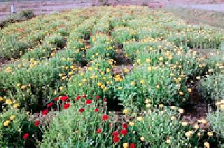 Farmers' trend has increased in cash crops | नगदी पिकांकडे शेतकऱ्यांचा कल वाढला Farmers' trend has increased in cash crops | नगदी पिकांकडे शेतकऱ्यांचा कल वाढला