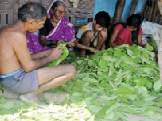 29 thousand certified bags tendu collection | २९ हजार प्रमाणित गोणी तेंदू संकलन 29 thousand certified bags tendu collection | २९ हजार प्रमाणित गोणी तेंदू संकलन