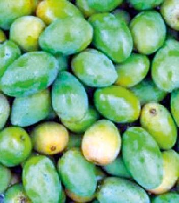 Mango becomes rare due to nutrition; The price rose | नापिकीमुळे गावराणी आंबा झाला दुर्मिळ; भावही वधारले