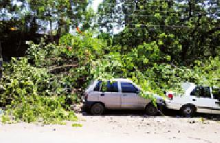 Tree collapses on vehicle: | वाहनावर वृक्ष कोसळला :