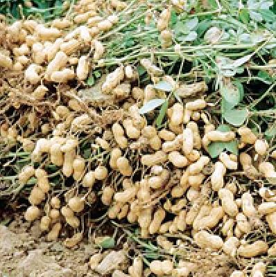 Groundnut rates vary by Rs 200 per quintal | भुईमूग दरात २०० रुपये तफावत Groundnut rates vary by Rs 200 per quintal | भुईमूग दरात २०० रुपये तफावत