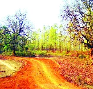 Theft of the soil in the forest | वनजमिनीतील मातीची चोरी Theft of the soil in the forest | वनजमिनीतील मातीची चोरी