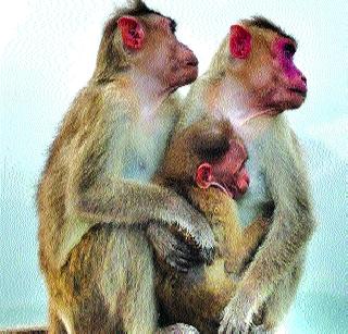 If the sound of the monkey is right then the job is definitely! | वानराचा आवाज काढाल तर नोकरी नक्की! If the sound of the monkey is right then the job is definitely! | वानराचा आवाज काढाल तर नोकरी नक्की!