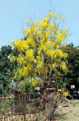 Thaah Bahaala: | बहावा बहरला :