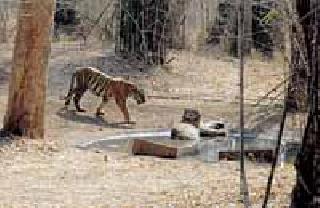 Be prepared for forest compilation | वन्यप्राण्यांच्या गणनेसाठी वनविभाग झाला सज्ज