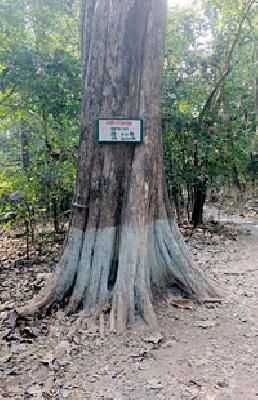 The tradition of lactose cultivated from the museum | संग्रहालयातून जोपासली काष्ठशिल्पाची परंपरा
