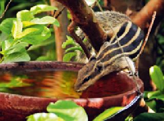 Trishna Trupti ... | तृष्णा तृप्ती... Trishna Trupti ... | तृष्णा तृप्ती...