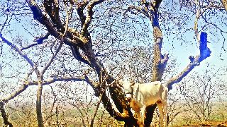 Sangli's mercury was 42.3 degrees | सांगलीचा पारा ४२.३ अंशावर