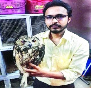 The consequences of growing heat on the health of the birds | वाढत्या उष्णतेचा पक्ष्यांच्या आरोग्यावर होतोय परिणाम The consequences of growing heat on the health of the birds | वाढत्या उष्णतेचा पक्ष्यांच्या आरोग्यावर होतोय परिणाम