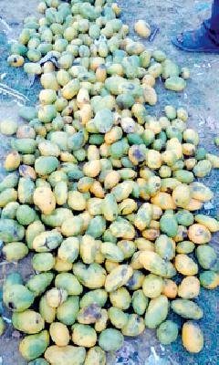 292 kg COBED mangoes destroyed | २९८ किलो कॉबाईडयुक्त आंबे नष्ट