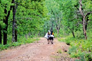 Dropsy season: | हंगाम तंदूपत्त्याचा :