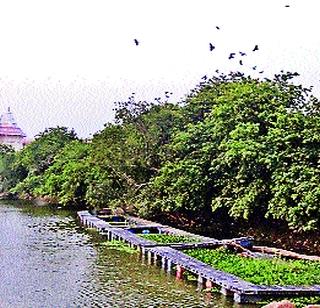 Bird shelter hazard | पक्ष्यांचे निवारे धोक्यात Bird shelter hazard | पक्ष्यांचे निवारे धोक्यात