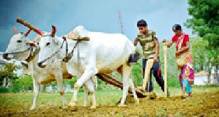 Crops will grow in tur, cotton area | खरिपात तूर, कापसाचे क्षेत्र वाढणार Crops will grow in tur, cotton area | खरिपात तूर, कापसाचे क्षेत्र वाढणार