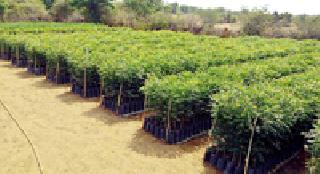 Eucalyptus forest blooms: | नीलगिरी वन बहरले : Eucalyptus forest blooms: | नीलगिरी वन बहरले :