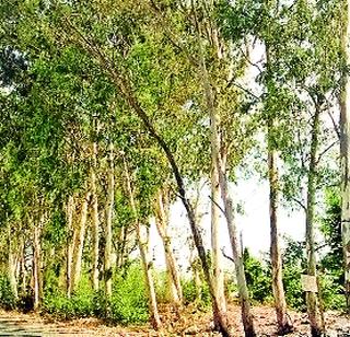 Due to garbage, there is danger to the eucalyptus trees | कचरा पेटविल्यामुळे निलगिरीच्या झाडांना धोका