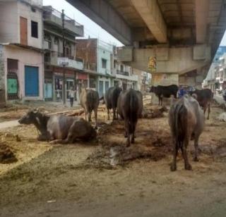 Notice issued by the Municipal Corporation to the owners | पालिकेने तबेला मालकांना पाठवल्या नोटीस Notice issued by the Municipal Corporation to the owners | पालिकेने तबेला मालकांना पाठवल्या नोटीस