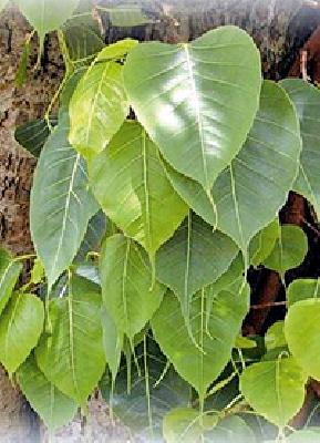 On the way to 'Bodhi Vriksha' extinction | ‘बोधीवृक्ष’ नामशेष होण्याच्या मार्गावर On the way to 'Bodhi Vriksha' extinction | ‘बोधीवृक्ष’ नामशेष होण्याच्या मार्गावर