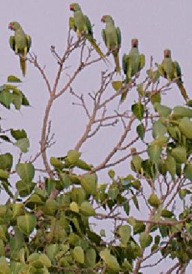 Popeye School on Rajapeth Police Station Trees | राजापेठ पोलीस ठाण्यातील वृक्षांवर पोपटांची शाळा