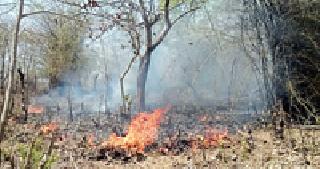 In the Nagzira sanctuary, 45 hectares of forest fire is known | नागझिरा अभयारण्यात ४५ हेक्टर जंगल आगीच्या विळख्यात