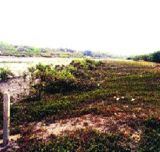 Mahim beach government landlady suffers? | माहीम बीचवरील शासकीय भूखंडमाफियांच्या घशात? Mahim beach government landlady suffers? | माहीम बीचवरील शासकीय भूखंडमाफियांच्या घशात?