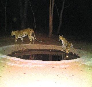 1163 wild animals in Dnyanganga Wildlife Sanctuary | ज्ञानगंगा अभयारण्यात ११६३ वन्य प्राणी 1163 wild animals in Dnyanganga Wildlife Sanctuary | ज्ञानगंगा अभयारण्यात ११६३ वन्य प्राणी