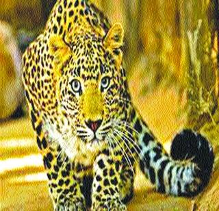 Three Pieces found in the Junkyard! | येऊरच्या जंगलात आढळले तीन बिबटे !