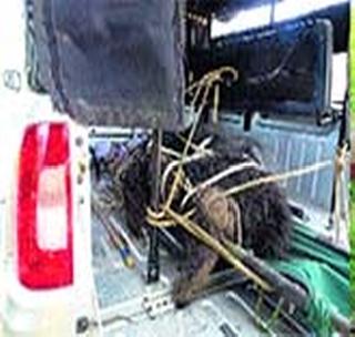 The cannibal bear is finally trapped by forest department | नरभक्षक अस्वल अखेर वन विभागाच्या जाळ्यात The cannibal bear is finally trapped by forest department | नरभक्षक अस्वल अखेर वन विभागाच्या जाळ्यात