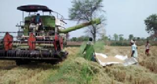 Thoroughbred by the Harvesters: | हार्वेस्टरद्वारे मळणी : Thoroughbred by the Harvesters: | हार्वेस्टरद्वारे मळणी :