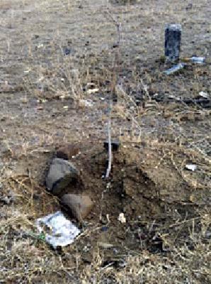 13 lakhs worth of plantation worthless | वृक्षारोपणावरील १३ लाखांचा खर्च व्यर्थ